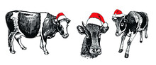 Vector Set Of Three Cows In Red Hats On White Background Isolated