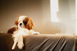 © landscapeaway - Portrait of a cute baby King Charles Spaniel