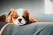 © landscapeaway - Portrait of a cute baby King Charles Spaniel