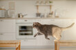 Сat jumping. Scottish straight cat