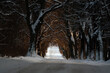 Zima zaśnieżona droga asfaltowa wśród szpaleru drzew	
