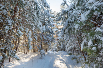 Poster - Winter forest