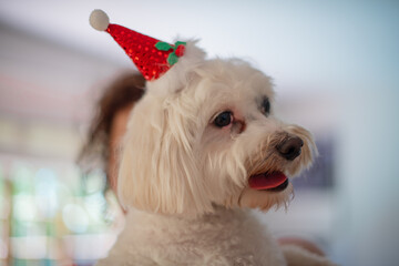 Wall Mural - Portrait of cute dog with christmas hat on