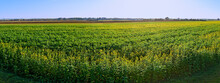 View Across A Field With Flourishing Green Manuring Plants Until The Horizon
