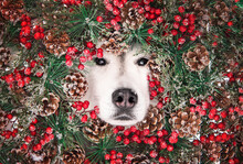 Close Up Portrait Of A Husky Face In Christmas Advent Wreath Frame