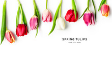Tulip Spring Flowers On White Background Creative Layout.