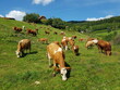 Rinder auf einem Bauernhof