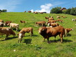 Stier und Kühe auf einer Weide