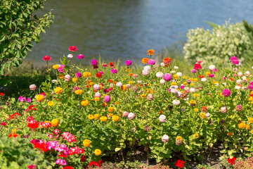 Canvas Print - Multicolored bright flowers in a summer garden near a pond