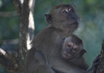 Wall Mural - Mother macaque monkey caring for her baby in a tree in the Malaysian jungle