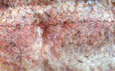 Canvas Print - Scales on the skin of a fish as a background.