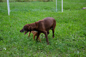 Vizslar dogs running in grass
