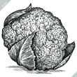 black and white engrave isolated cauliflower illustration