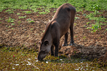 Poster - giant brazilian tapir