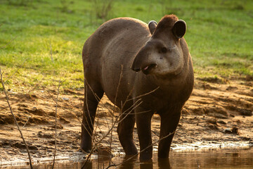 Canvas Print - tapir in the river