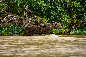 Canvas Print - jaguar in the water