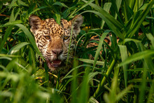 Jaguar In The Grass