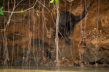 Canvas Print - giant otter in woods