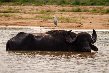 Wall Mural - buffalo in water