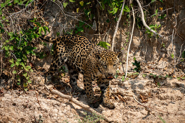 Canvas Print - jaguar huntting