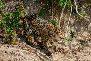 Canvas Print - jaguar huntting