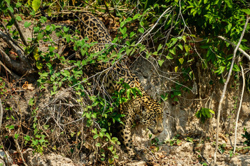 Canvas Print - jaguar huntting