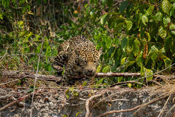 Canvas Print - jaguar huntting