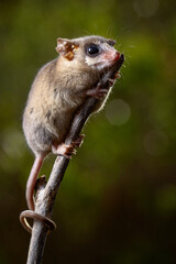 Poster - little marsupial on the tree