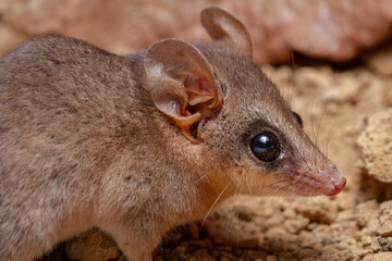 Poster - little marsupial on the ground