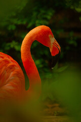 Canvas Print - close up of a pink flamingo