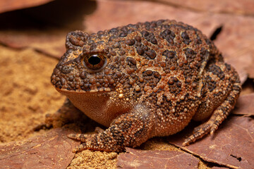 Poster - frog on back ground