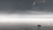 On A Winter Day, A Small Black Duck Is Swimmig In A Partly Frozen And Icy Lake - Thick Layer Of  White Fog In The Background
