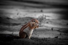 The African Ground Squirrels (genus Xerus)  Staying On Dry Sand Of Kalahari Desert And Feeding.