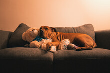 Old Brown Pitbull Cuddles Up With His Teddy Bear On A Grey Sofa Under Lamp Light.