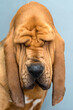 Portrait of purebred Bloodhound dog