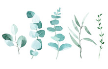 Watercolor Drawing. Set Of Eucalyptus Leaves. Tropical Green Leaves Isolated On White Background Elegant In Vintage Style.