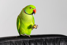 Tame Indian Ring Neck Parrot Enjoying A Treat