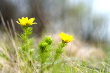 Close Up Of Small Yellow Wild Flower Blooming In Green Spring Field.