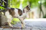 Fototapeta Koty - Cute white and gray cat standing outdoors on summer street.