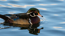 Wood Duck Also Known A Carolina Duck In Water