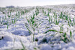 © Trik - Winter wheat field. Sprouts of green winter wheat on a field covered with the first snow. Wheat field covered with snow in winter season