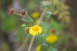 Common fleabane in bloom closeup view with blurred plants in background