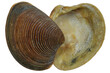 striped venus shell (Chamelaea striatula) from the Dutch North Sea coast isolated on white background