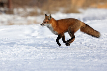Wall Mural - red fox running in winter	
