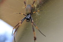 Close Up On An Orb Weaver Spider And Its Web.
