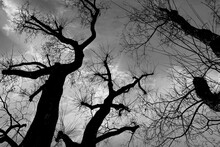 Silhouette Of Old Trees In Park With Dramatic Sky In Background