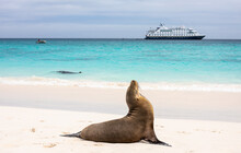 Landscape With Galapagos Sea Lion At Shoreline With Cruise Ship In Blurred Background