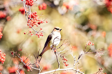 Wall Mural - cedar waxwing on red berries tree