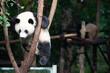 © Wandering Bear - Giant Panda cub up in the tree branches