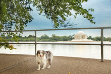 Adorable Mini Aussie Dog At Jefferson Memorial, Dc Tidal Basin